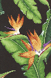 10eleu Bird of paradise flowers & banana leaves, apparel cotton, Hawaiian vintage style fabric 