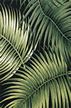 Mana Black Tropical leaves on cotton nubby bark cloth - upholstery