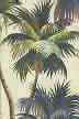 Waikiki Natural Vintage Palm Trees Print on a cotton canvas fabric.