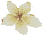 Plumeria Flower Motifs
