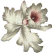 Orchid Flower Motifs