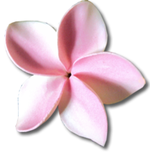 Hawaiian Plumeria Clip