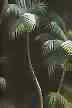 Use for upholstery, drapes, cushions, pillows, jackets, bags, tables