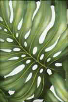 Ohana Twill Tropical Monstera leaves on cotton twill