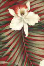 Fern Red Orchids & Ferns on cotton bark crepe textured bark cloth
